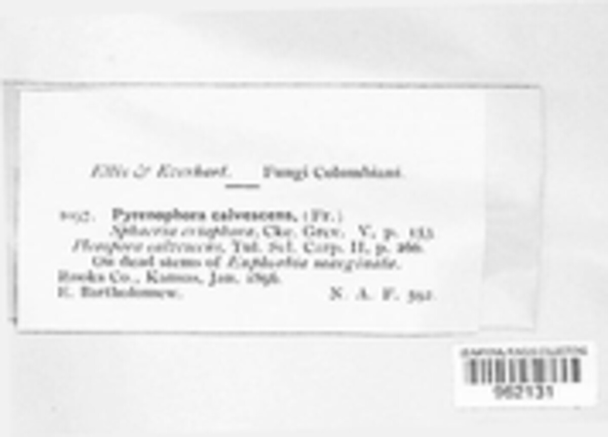 Leptosphaeria calvescens image